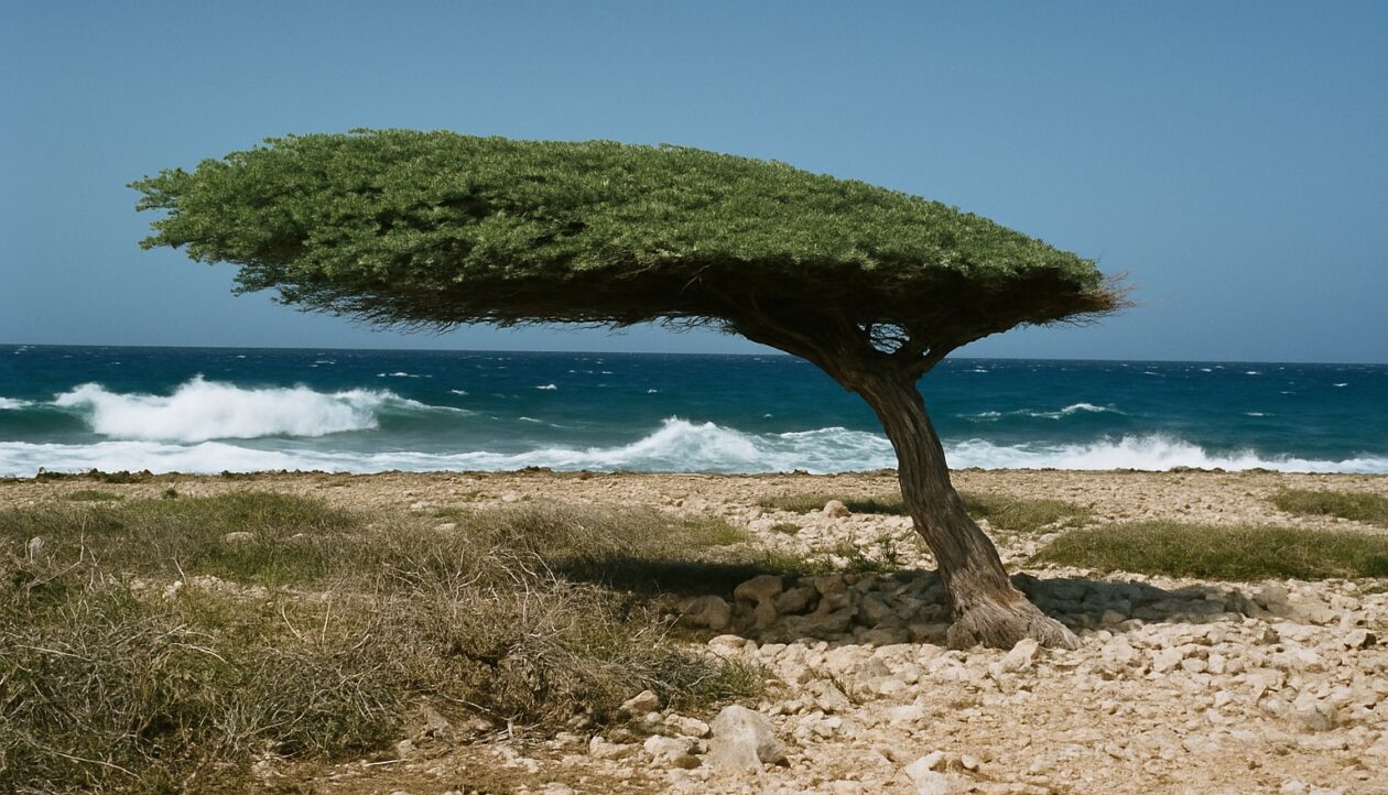 Ein vom Passat flach gebogener Divi-Divi-Baum auf Kalksteingeröll, dahinter brechende Brandung.